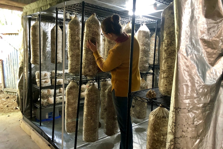 Katrina looking at a cluster of oyster mushrooms growing from one of many hanging bags in a room.