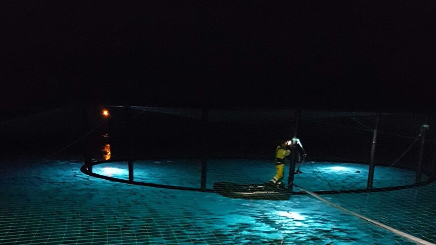 A worker setting up a caged lighting system on top of a salmon farm