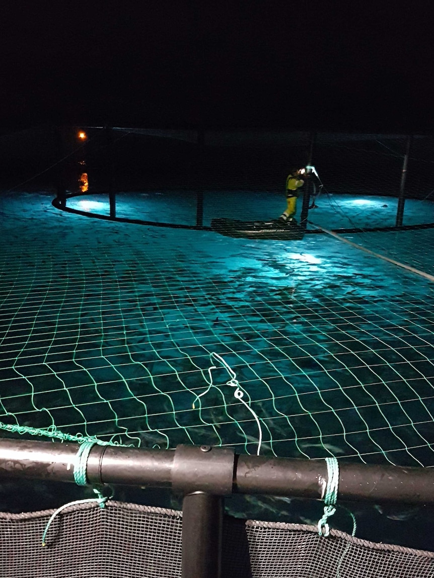 A worker setting up a caged lighting system on top of a salmon farm