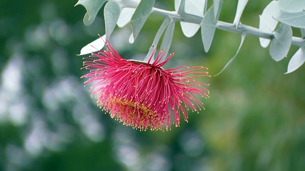 Red gum blossom hanging from silvery leaves.