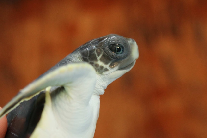 Juvenile flatback turtle 