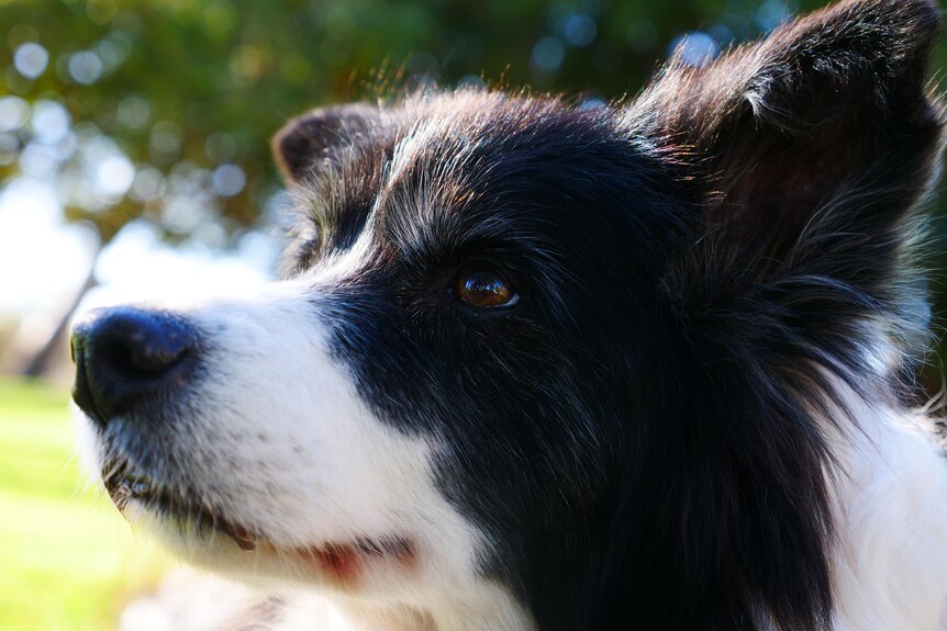A black and white border collie looks off in the distance. It has brown eyes and fluffy fur. It is outside and happy.