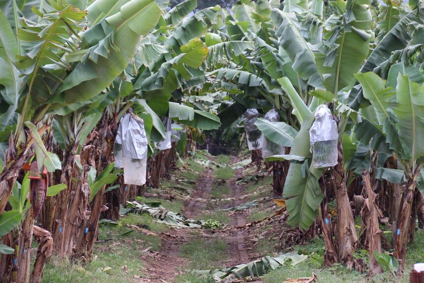 A banana farm in the Tully Valley region in far north Queensland.