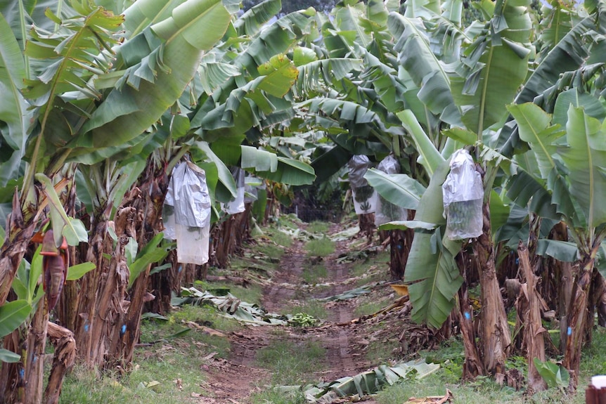 A banana farm in the Tully Valley region in far north Queensland.