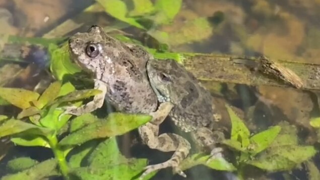Citizen scientists help save declining frog populations with FrogID app - ABC  News