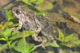 Two small frogs mating in water surrounded from leaves and plants.