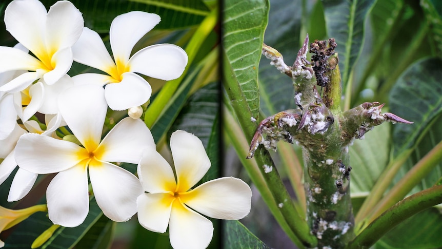 a composite image of a healthy frangipanni flower and one attacked by mealybugs.