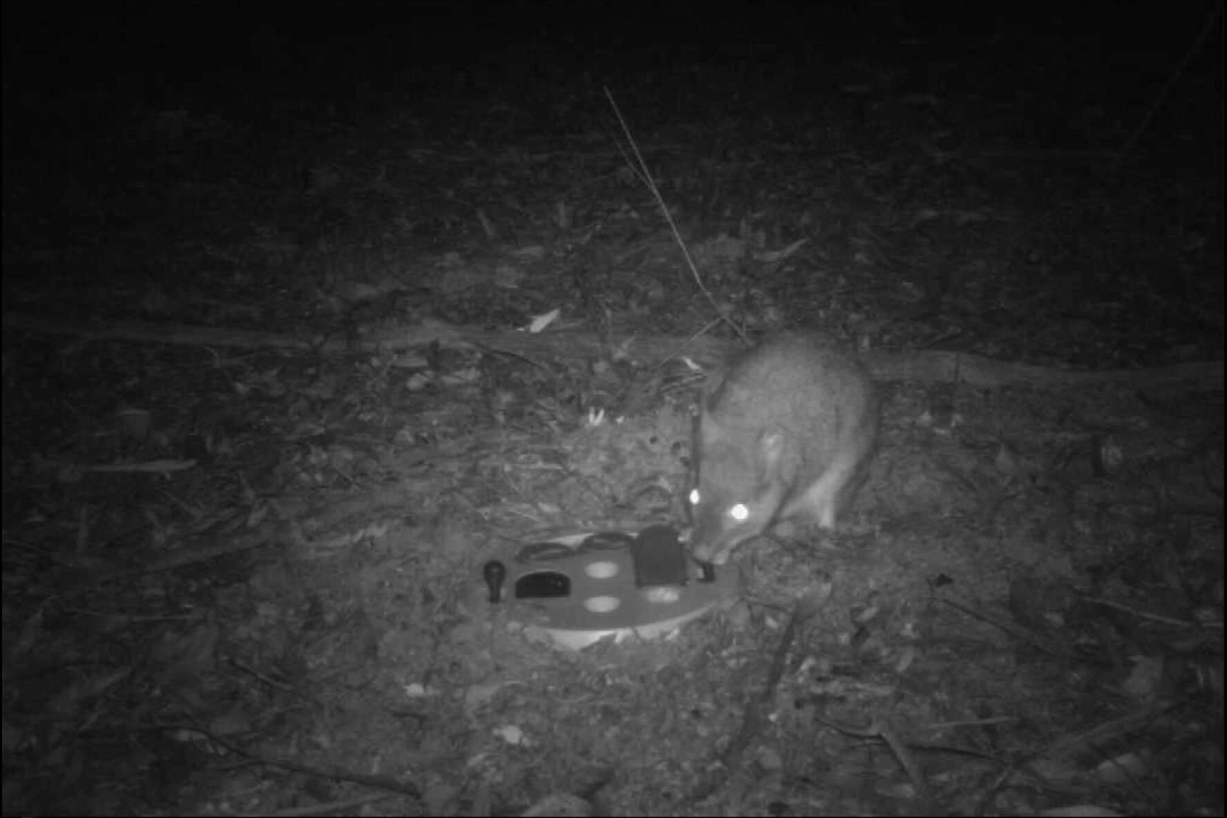 A small mammal pulling a lever on the puzzle, causing a flap to lift up.