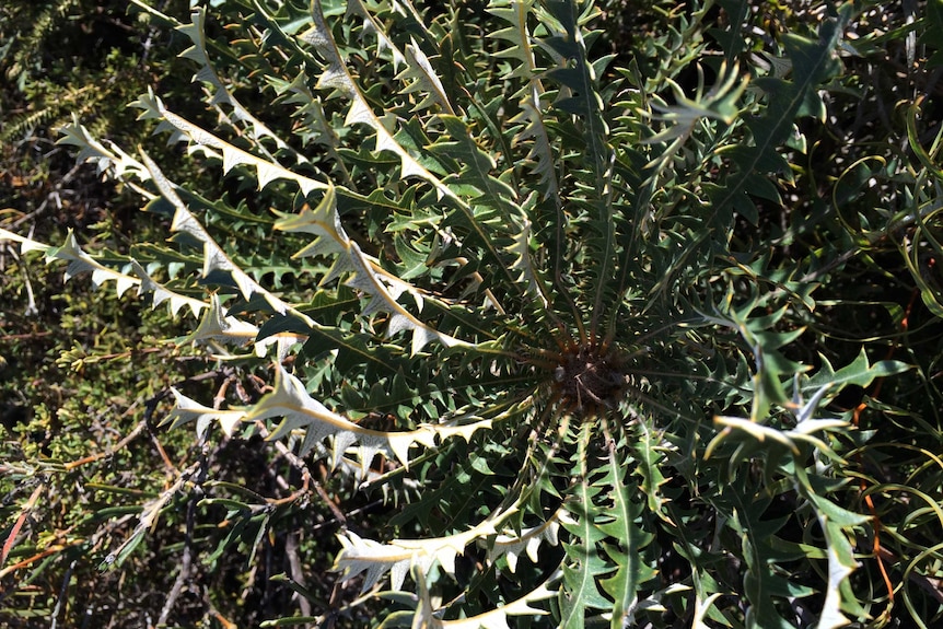 A photo of the plant Banksia prionophylla