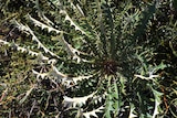 A photo of the plant Banksia prionophylla