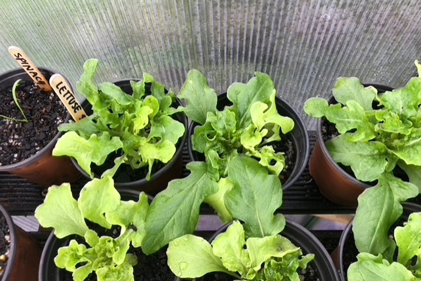 A photo of four small pots containing lettuce and spinach seedlings.