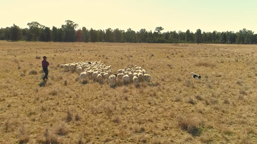 Flock of sheep being rounded up by dog in large paddock on sunset
