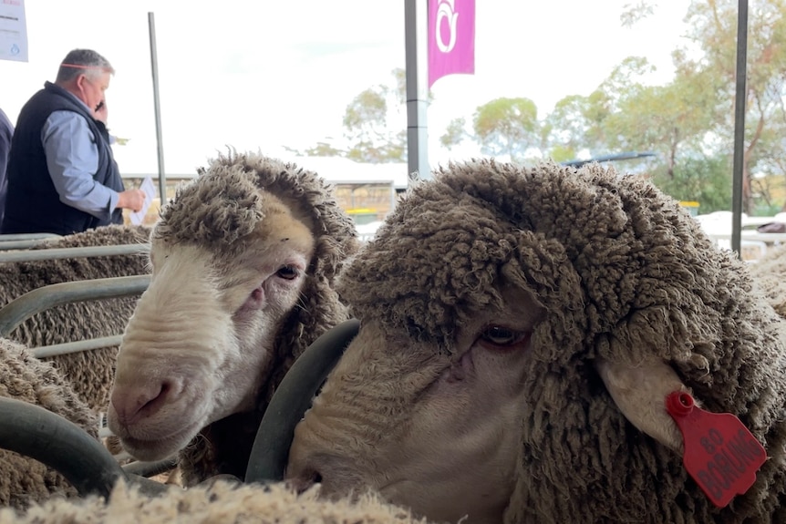 A close up of merino rams in a metal pen at an auction, one has a visible red plastic ear tag.