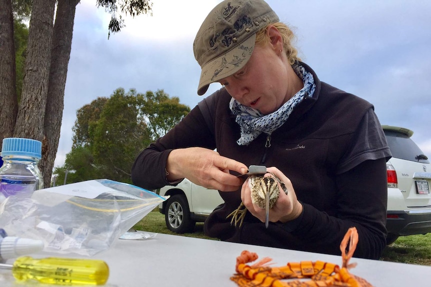 Environmental scientist Birgita Hansen measures a bird.