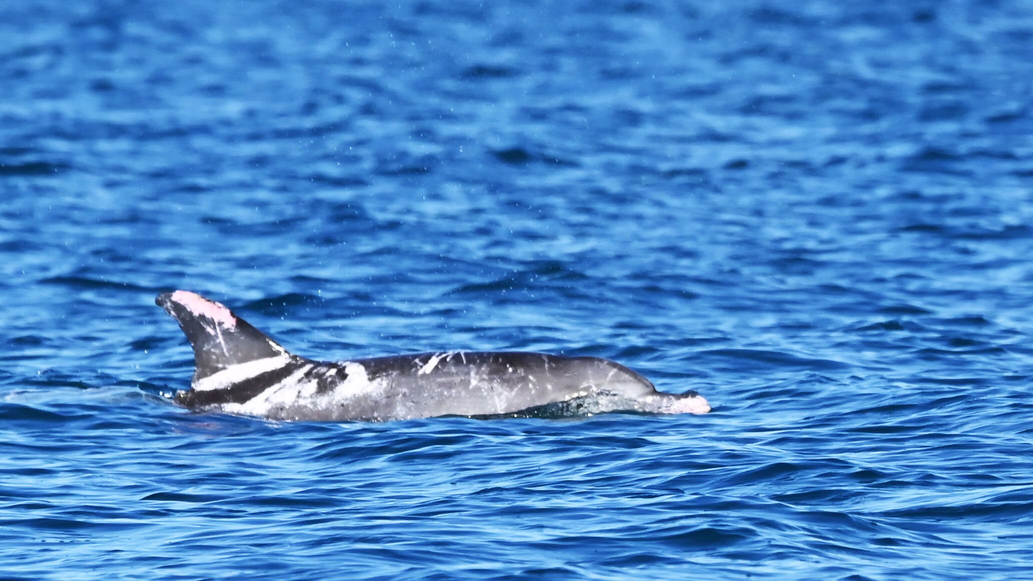 A speckled dolphin.
