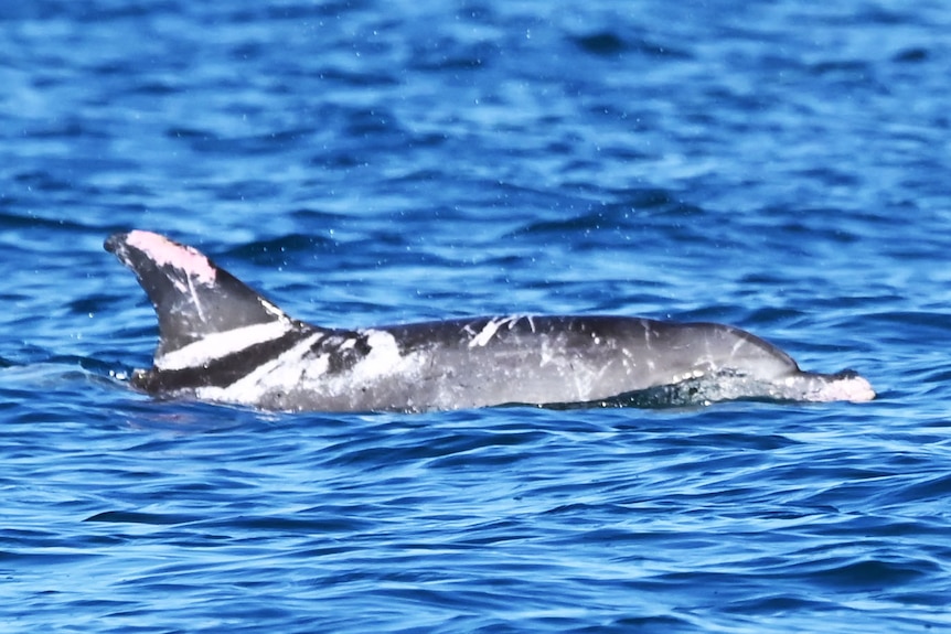 A speckled dolphin.
