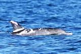 A speckled dolphin.