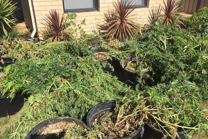 Cannabis seized in raids