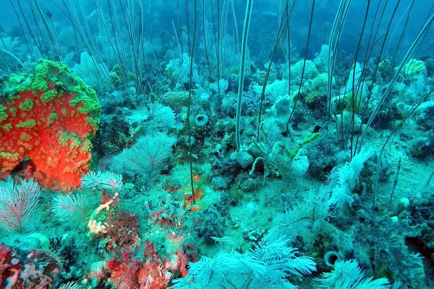 Parks Victoria said coral discovered at Wilsons Promontory National Park was beyond scientists' expectations.