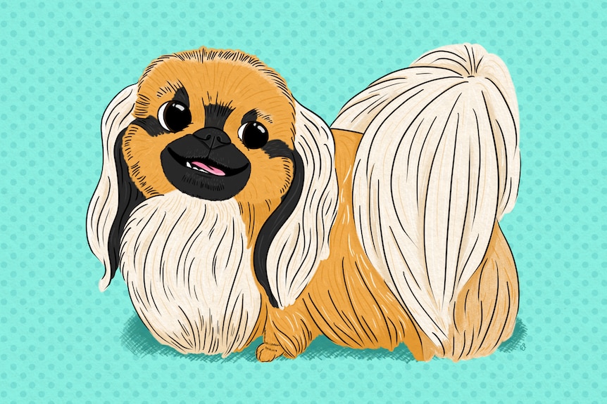 An illustration of a cute pekingese dog smiling. It has long mop-like groomed hair.