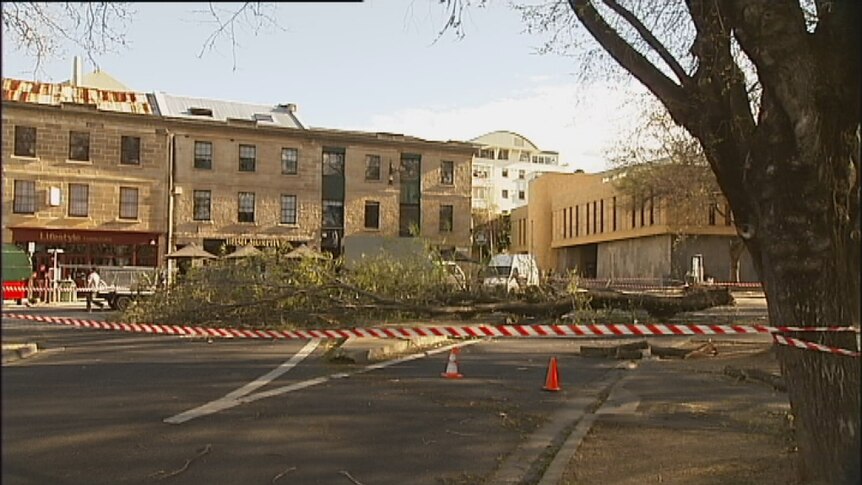 A tree branch came down in Salamanca Place, narrowly missing a woman.