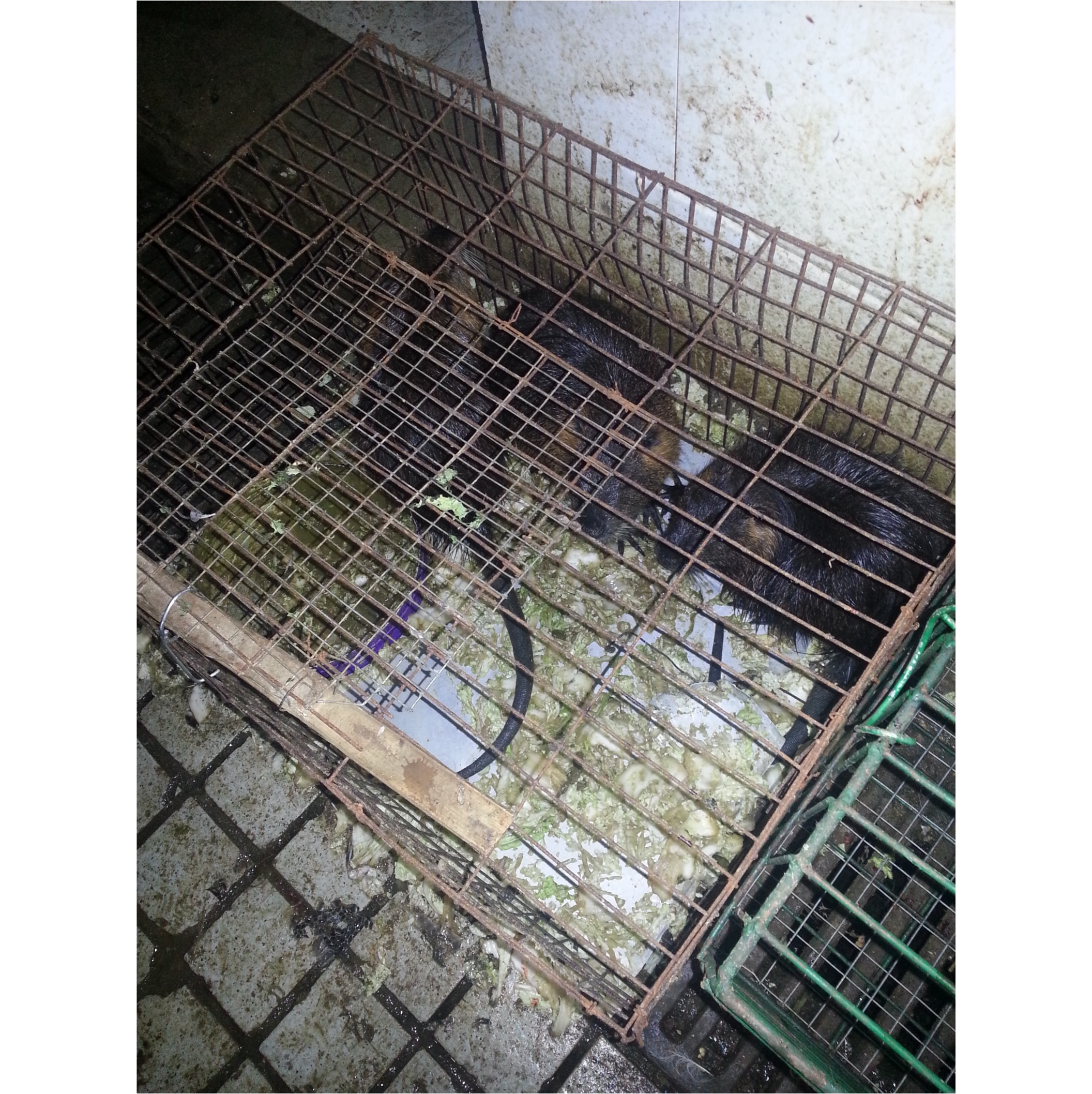Animals caged in dirty, dark corner.
