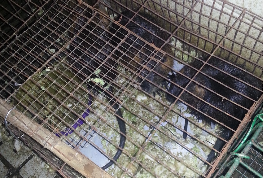 Animals caged in dirty, dark corner.