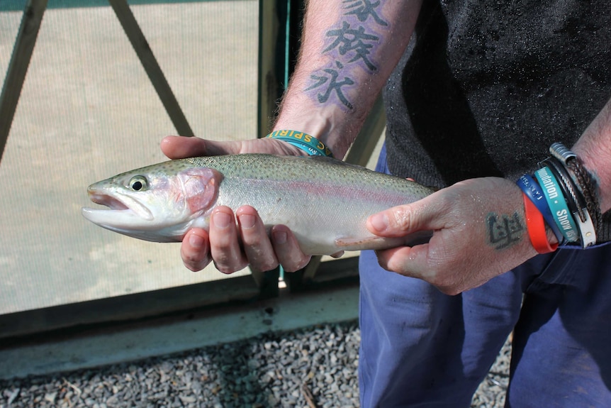 A man holds a fish to demonstrate the aquaponics system at Pardelup Prison in WA