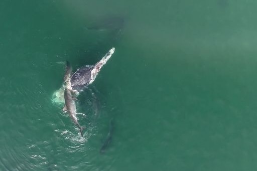 A number of dark sharks circle around a whale carcass in the ocean