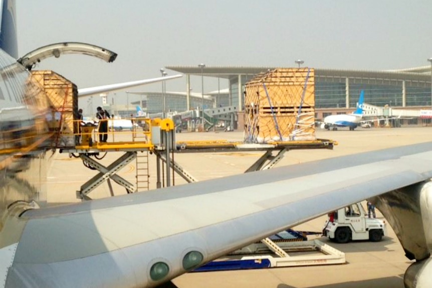 Australian alpacas being loaded onto aircraft on their way to markets such as Belgium and China.