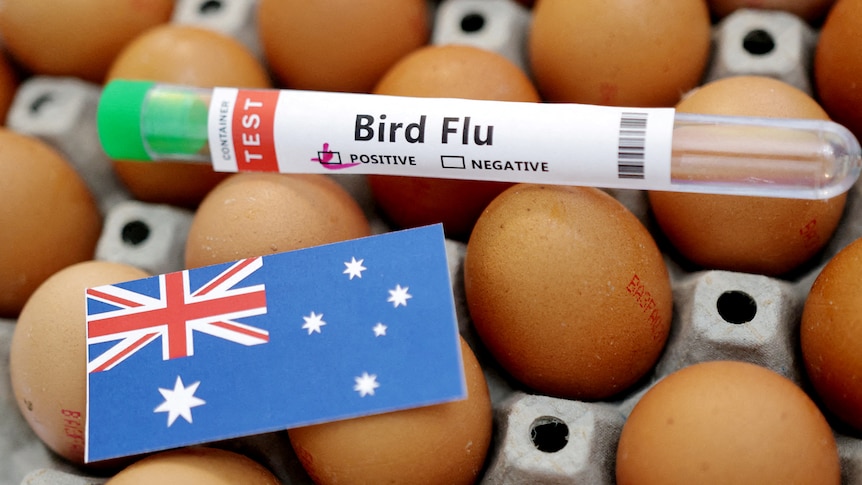 A test tube labelled "Bird Flu" and marked "positive", and a small card Australian Flag sit on top of a dozen eggs.