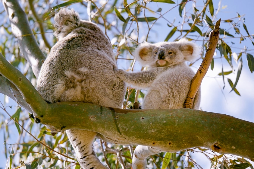 Koala joey in tree.