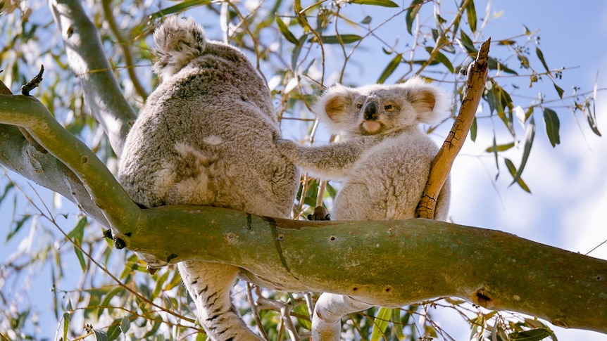 Koala joey in tree.