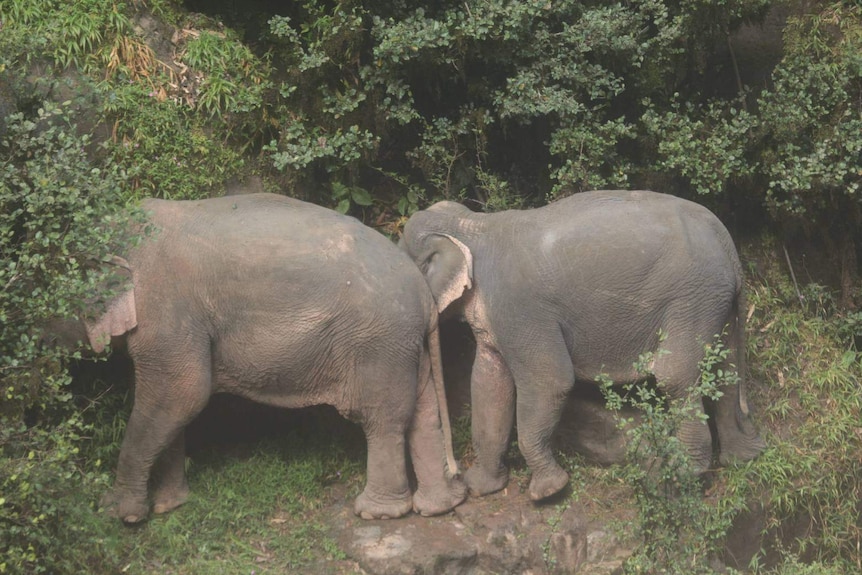 Two elephants stand on a ledge of rock