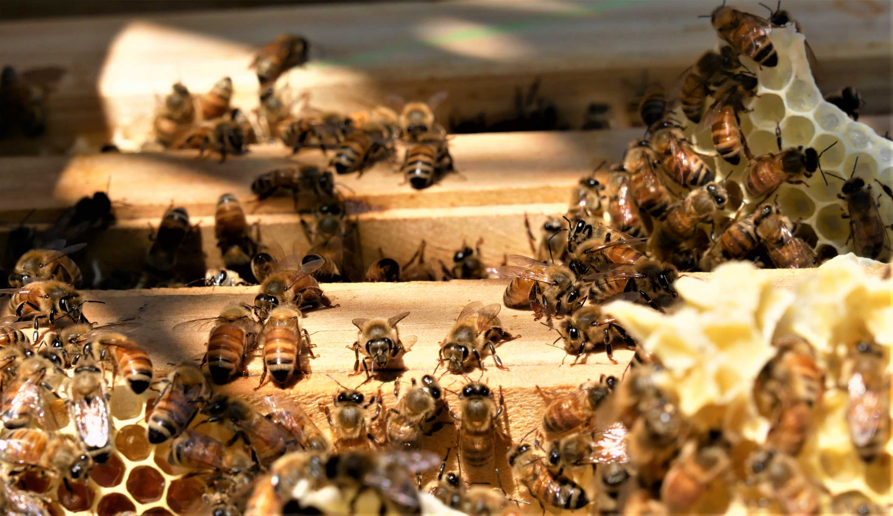 Honey bees are busy working in their hive crawling in between panels and on honeycomb