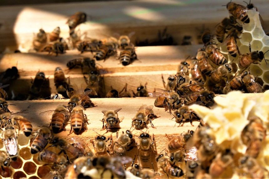 Honey bees are busy working in their hive crawling in between panels and on honeycomb