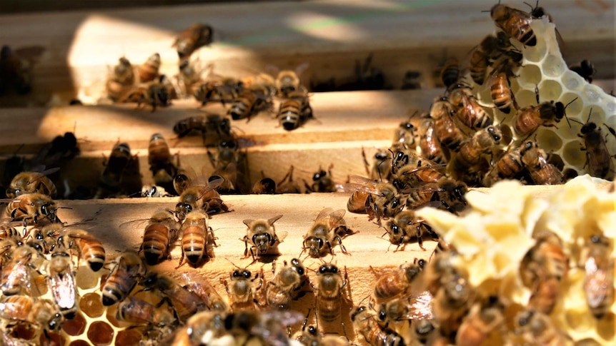 Honey bees are busy working in their hive crawling in between panels and on honeycomb