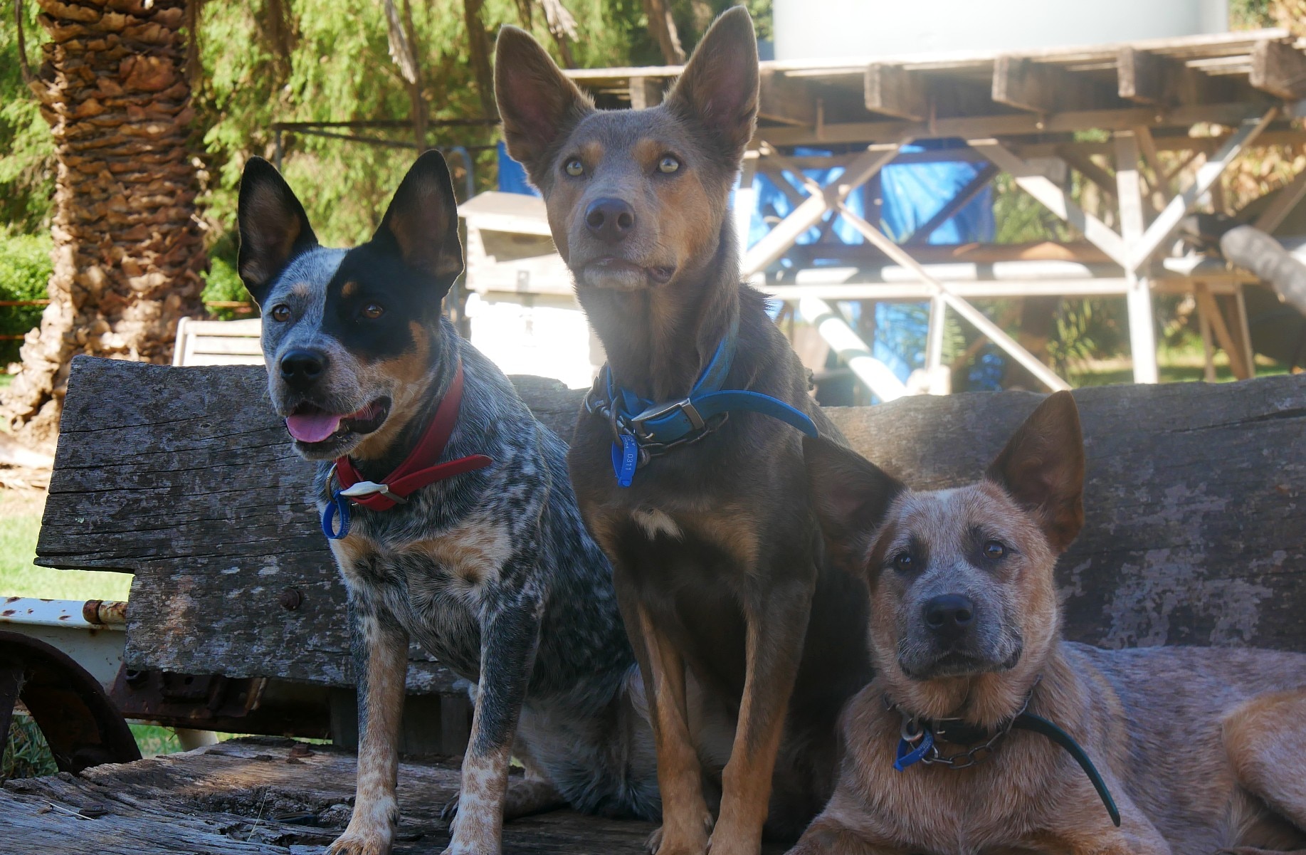 Three dogs in the shade.