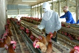 Bird flu is becoming a hot political issue in Thailand.