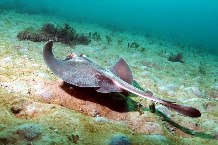 Stingaree photographed in Sydney waters