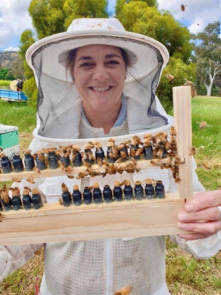 A beekeeper holding up a frame with queen bee crafting cups.