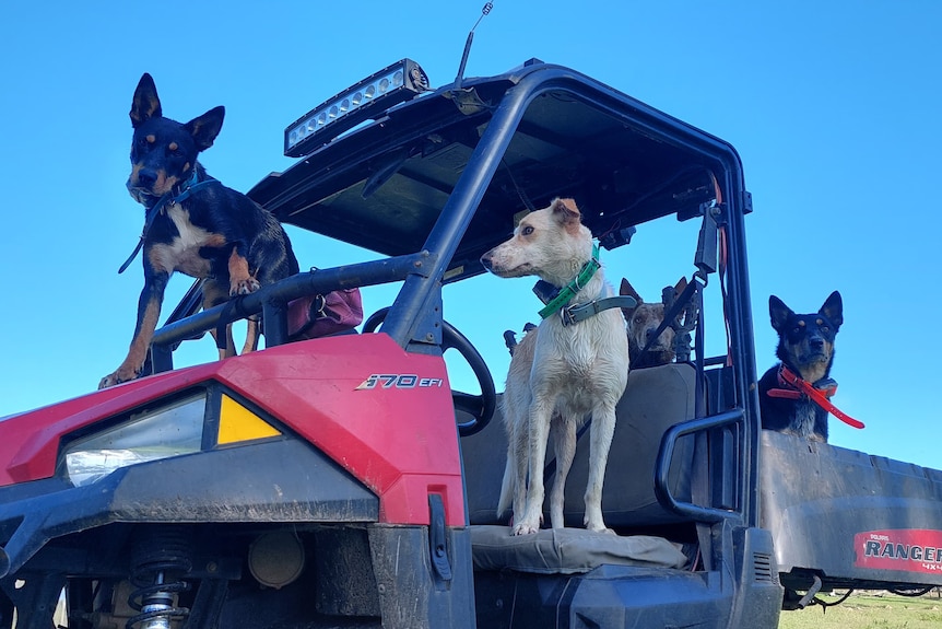 four muster dogs sit on a small truck
