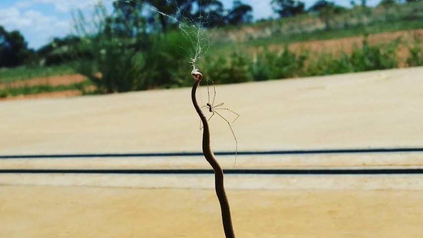 A brown snake caught up in a web, with a Daddy-long-legs spider next to it