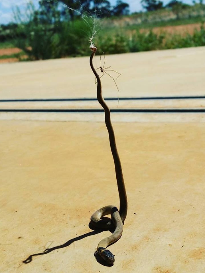 A brown snake caught up in a web, with a Daddy-long-legs spider next to it