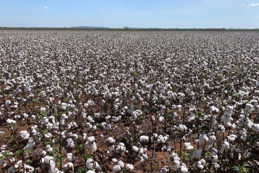 White cotton on plants ready to be harvested.