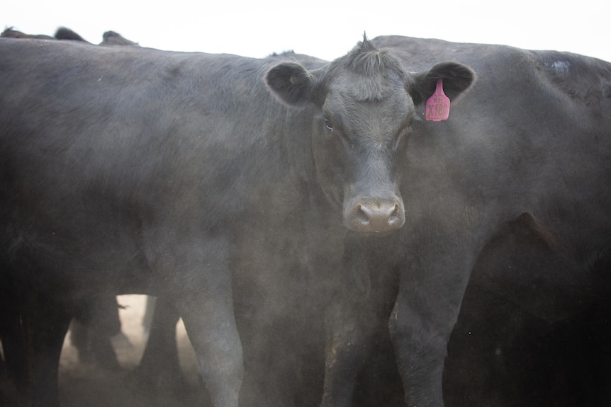 Cattle on a farm