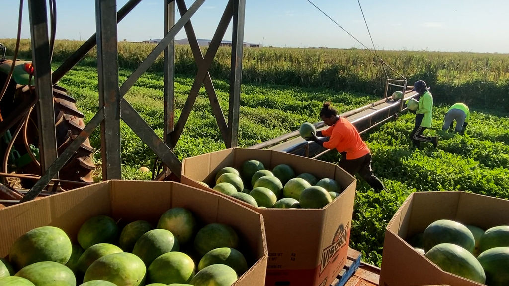 Desert Springs Farm watermelon harvest