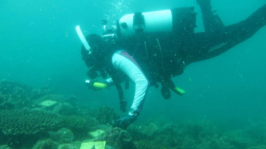 A DPAW diver examines the tiles being installed on reefs off WA.