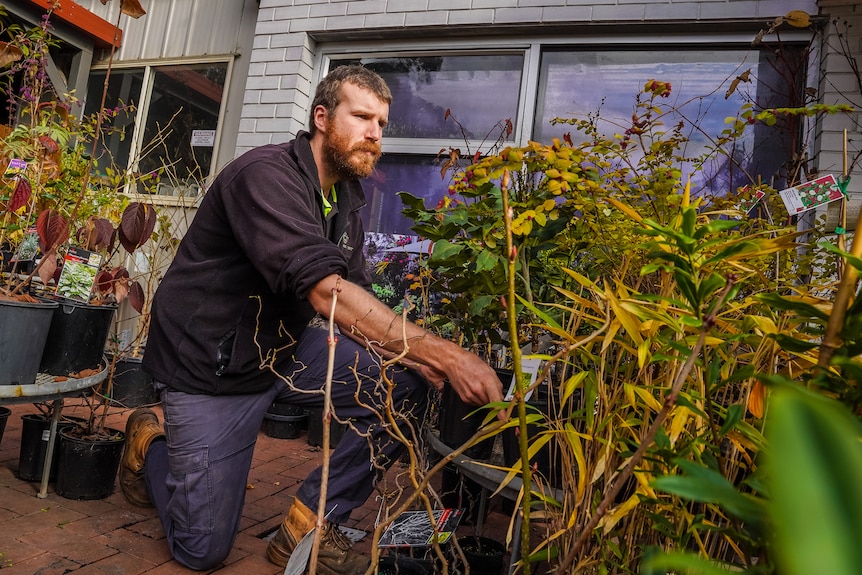 A man in cargo pants and long-sleeved top reaches down to move a large plant.