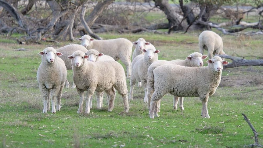 Lambs standing in a paddock